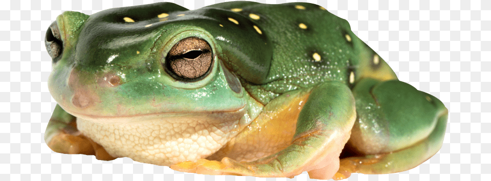 Frog Images Frog, Amphibian, Animal, Wildlife, Insect Free Transparent Png