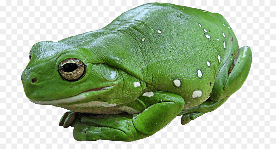 Frog Images Outline Australian Tree Frog, Amphibian, Animal, Wildlife, Lizard Free Png Download