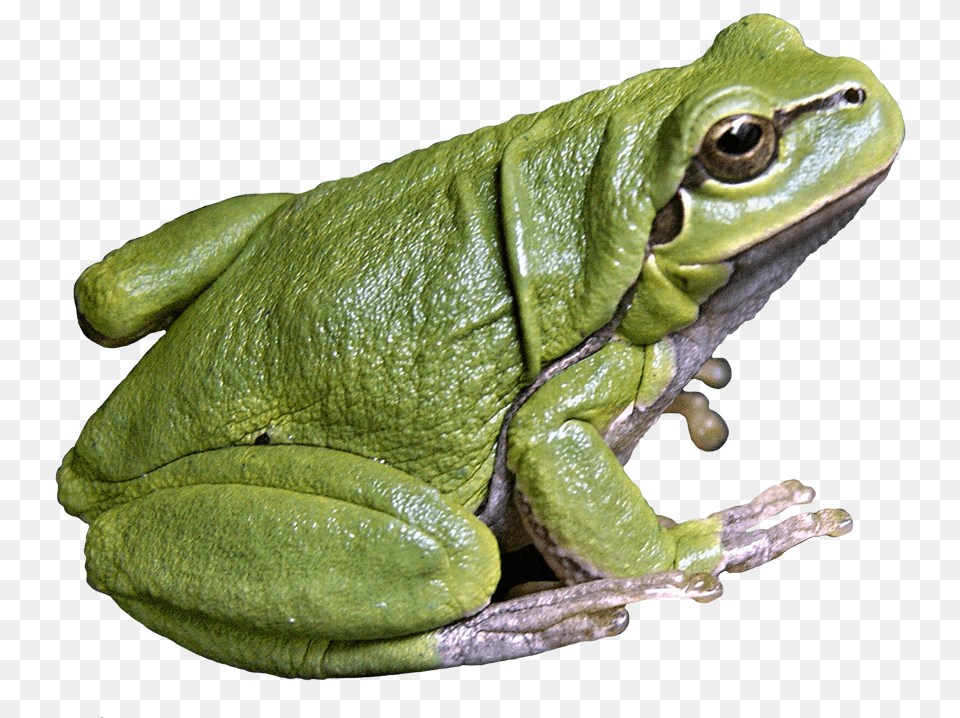 Frog Images Outline Frog, Amphibian, Animal, Wildlife, Lizard Free Png Download