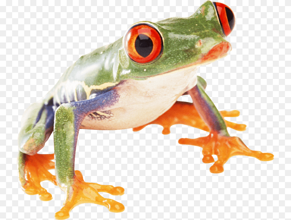 Frog Images Transparent Frog Transparent Frog, Amphibian, Animal, Wildlife, Tree Frog Png Image