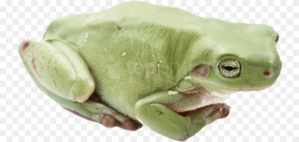 Frog Images Will You Be My Big Frog, Amphibian, Animal, Wildlife, Tree Frog Png Image