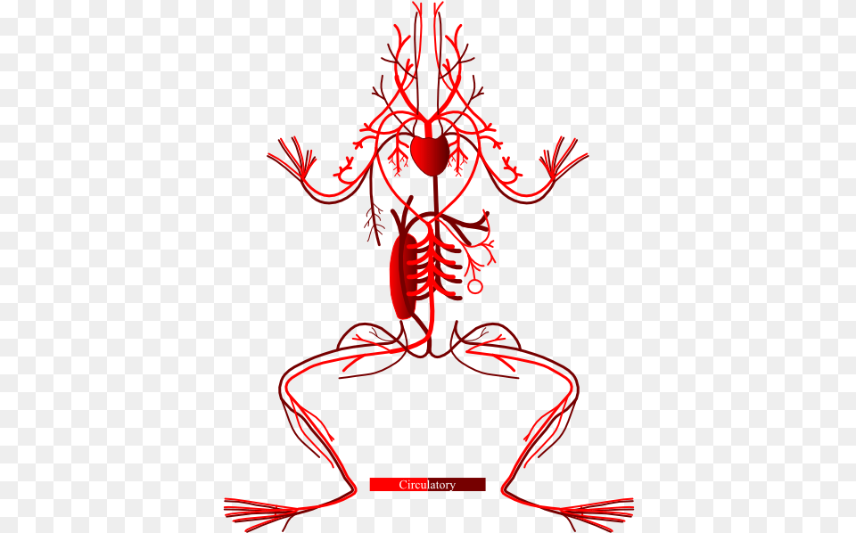 Frog Nervous System Diagram Autonomic Nervous System Of Frog, Chandelier, Lamp Free Png