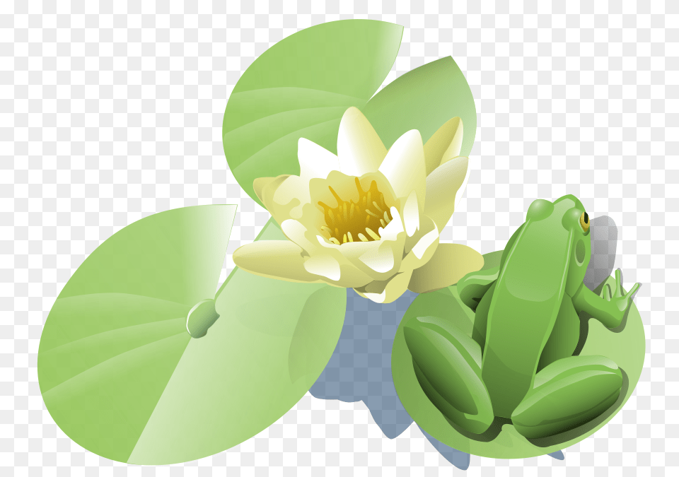 Frog On A Lily Pad Clip Arts For Web, Flower, Plant, Pond Lily, Chandelier Png