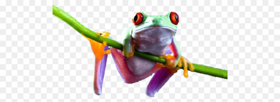 Frog On Branch, Amphibian, Animal, Wildlife, Tree Frog Free Png Download