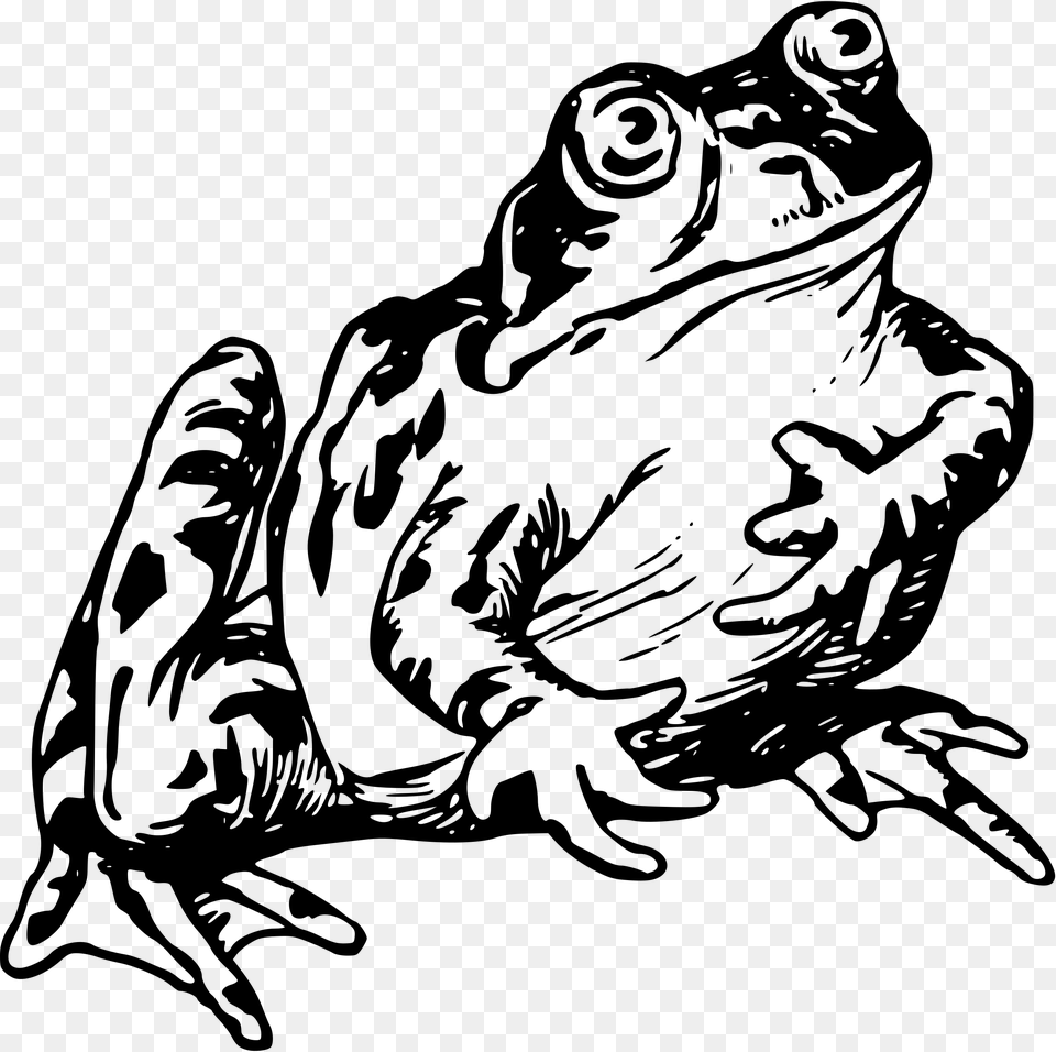 Frog On Lily Pad Clipart Realistic Frog Clipart Black And White, Gray Png Image