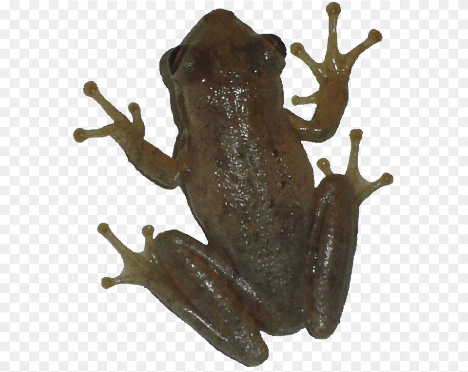 Frog Picture Transparent Background, Amphibian, Animal, Wildlife, Person Free Png Download