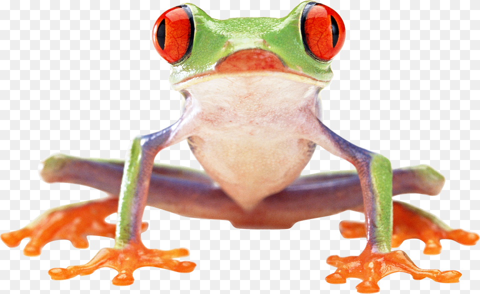 Frog Red Eyed Tree Frog Front, Amphibian, Wildlife, Animal, Tree Frog Png Image