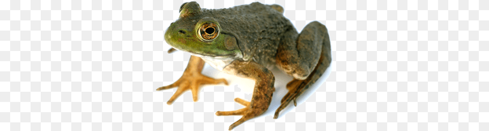 Frog Sideview Left, Amphibian, Animal, Wildlife Free Png