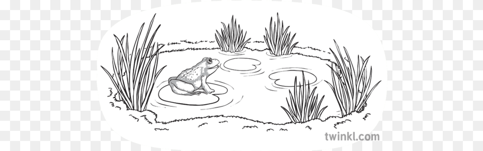 Frog Singing In Water Side View No Background Black And Frog In The Water Drawing, Plant, Amphibian, Animal, Toad Png