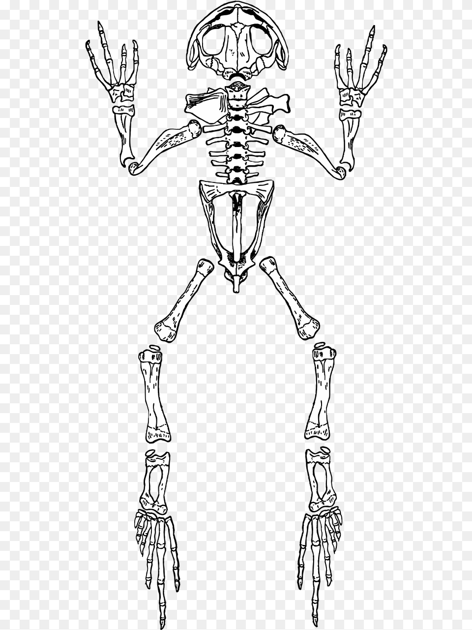 Frog Skeleton Anatomy Photo, Person Png