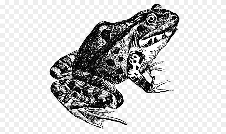 Frog Sketch Frog Sketch, Animal, Wildlife, Amphibian, Lizard Free Png