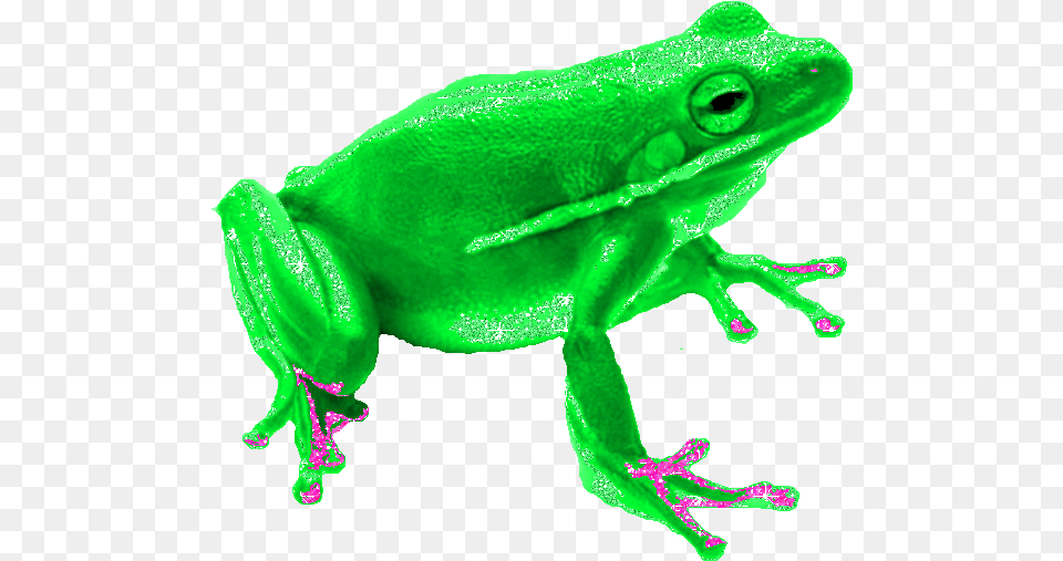 Frog Sticker Gif Gfycat Transparent Frog Animated Gif, Amphibian, Animal, Wildlife, Tree Frog Free Png Download