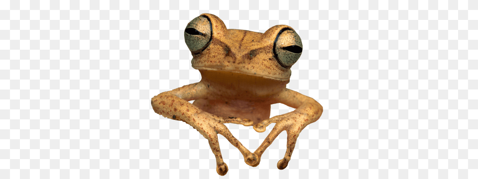 Frog Toad, Amphibian, Animal, Wildlife, Tree Frog Free Transparent Png