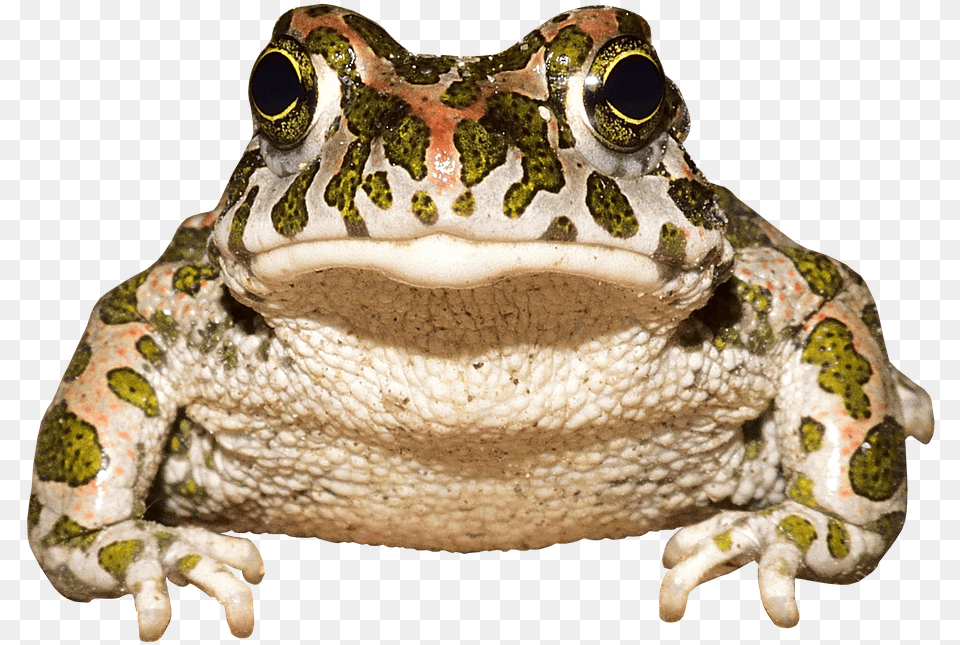Frog Toad Amphibians Animal World Urmonster Frog, Wildlife, Amphibian, Reptile, Sea Life Png