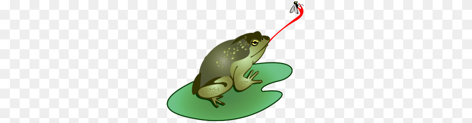 Frog Tongue Images, Amphibian, Animal, Wildlife, Toad Free Transparent Png