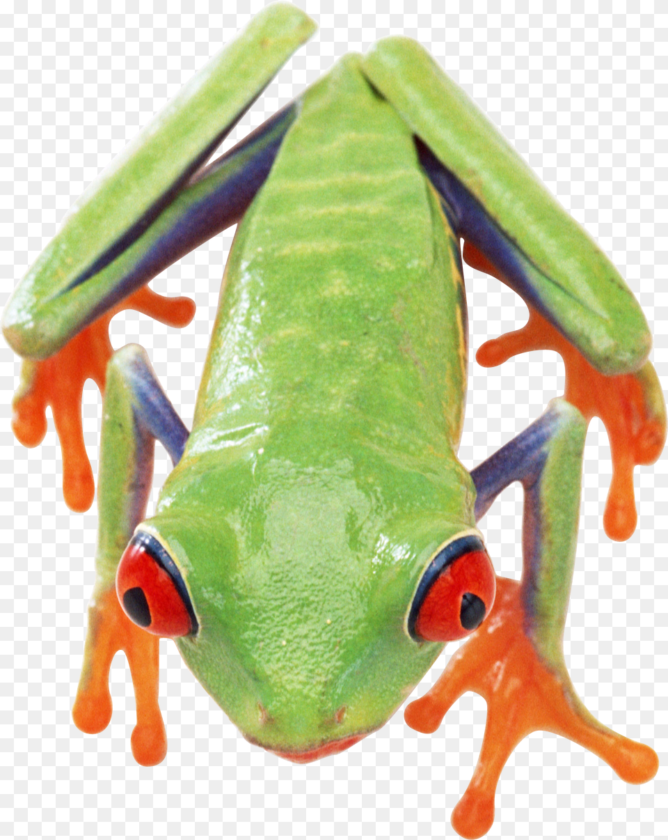 Frog Top, Amphibian, Animal, Wildlife, Tree Frog Png