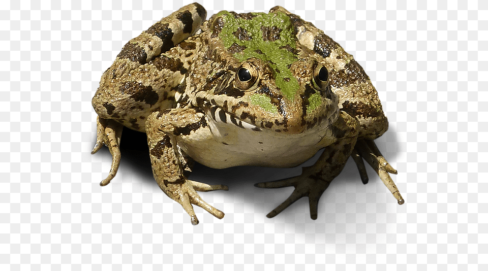 Frog Transparent Background, Amphibian, Animal, Wildlife, Lizard Free Png Download