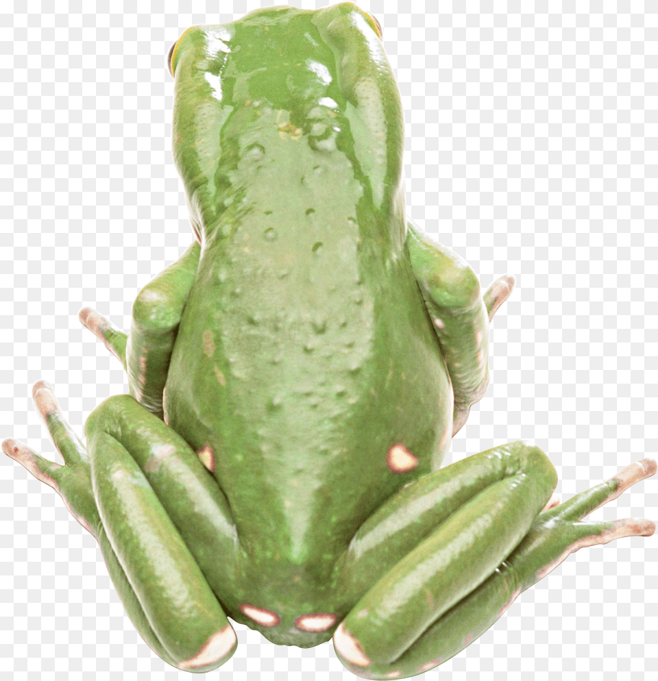 Frog Transparent Background, Amphibian, Animal, Plant, Wildlife Free Png Download