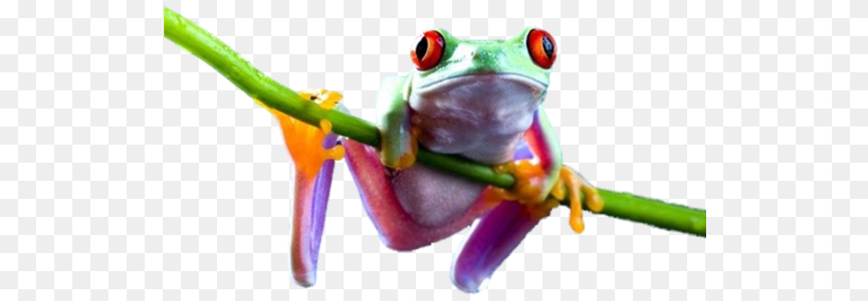 Frog Transparent Frog, Amphibian, Animal, Wildlife, Tree Frog Png