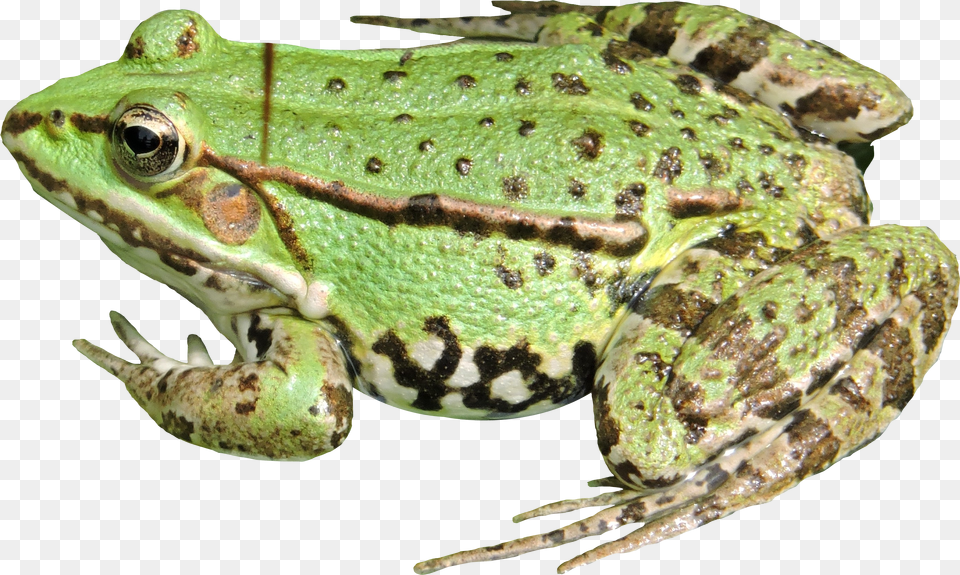 Frog Transparent Frog Png