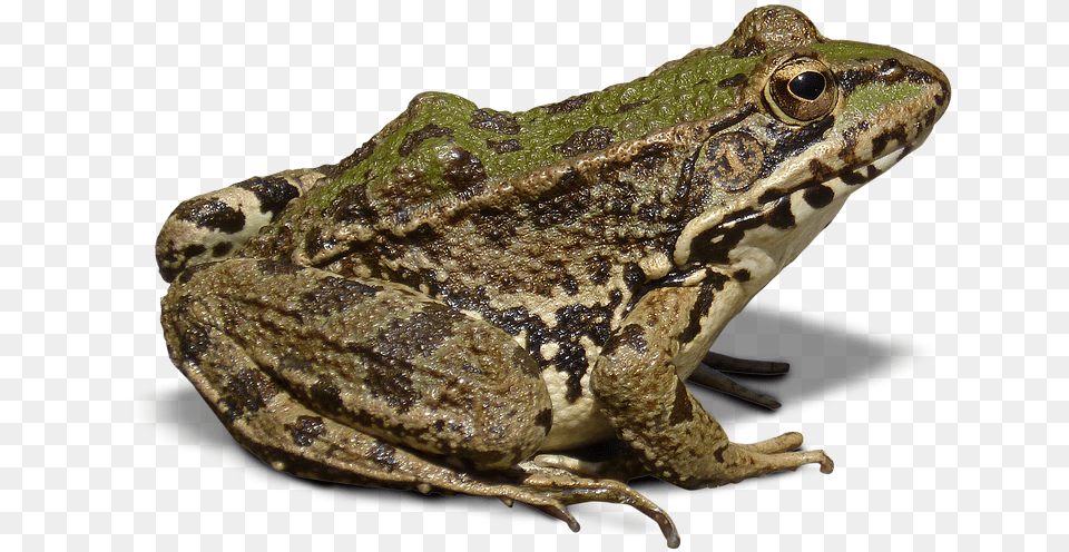 Frog With No Background, Amphibian, Animal, Wildlife, Fish Png Image
