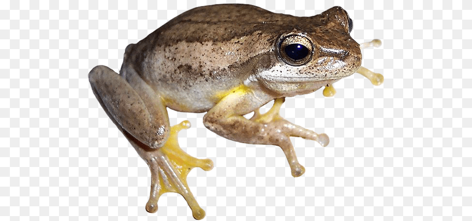 Frog With No Border Frog No Background, Amphibian, Animal, Wildlife, Lizard Png