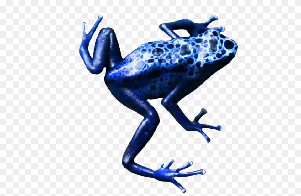 Frogpoison Dart Frogamphibiantree Frogbluecobalt Poison Dart Frog Clip Art No Background, Amphibian, Animal, Wildlife, Person Png Image
