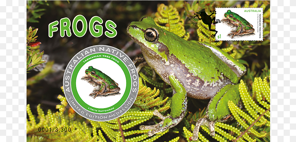 Frogs, Amphibian, Animal, Frog, Wildlife Free Png Download