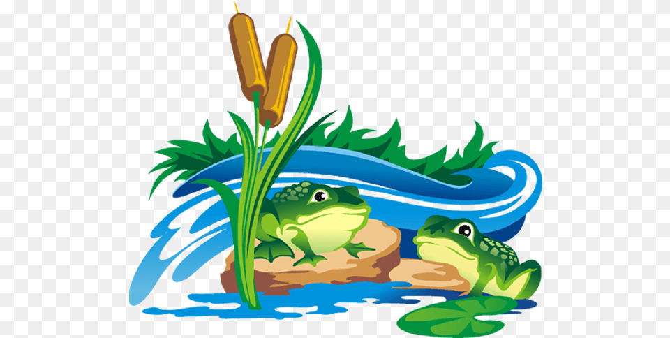 Frogs Clipart Clear Background Cat Tail Plant, Green, Amphibian, Animal, Frog Png Image