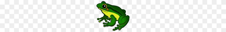 Frogs Clipart Clip Art Frog, Amphibian, Animal, Wildlife, Tree Frog Png Image