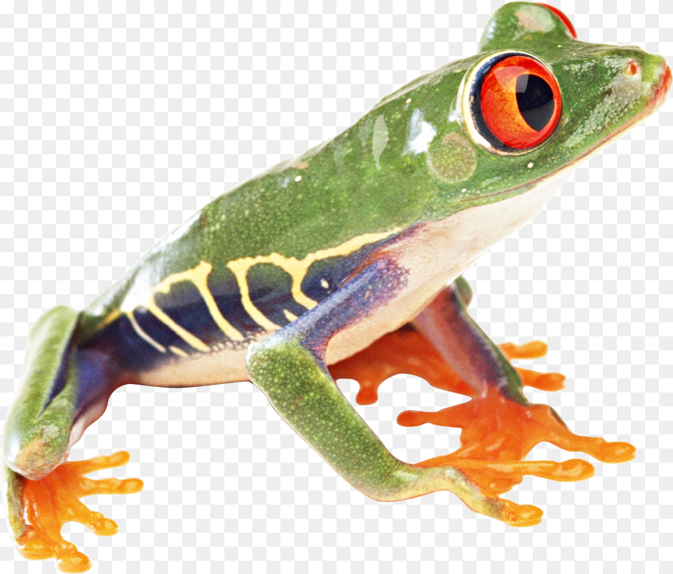 Frogs Free Transparent Tree Frog Transparent Background, Amphibian, Animal, Wildlife, Lizard Png