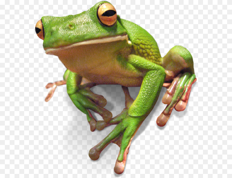 Frogs Green Tree Frogs Darwin, Amphibian, Animal, Frog, Wildlife Png