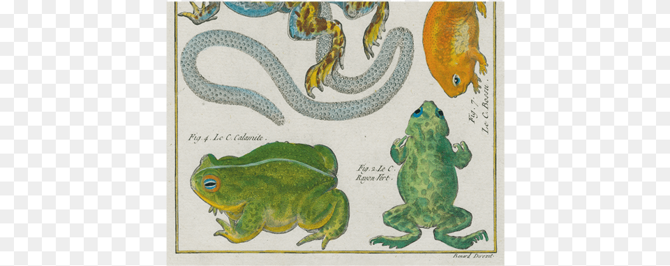 Frogs Tableau Encyclopedique, Animal, Reptile, Snake, Amphibian Png