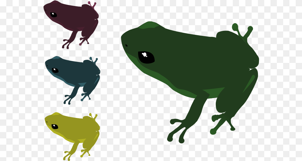 Frogs True Frog, Amphibian, Animal, Wildlife, Bear Png Image