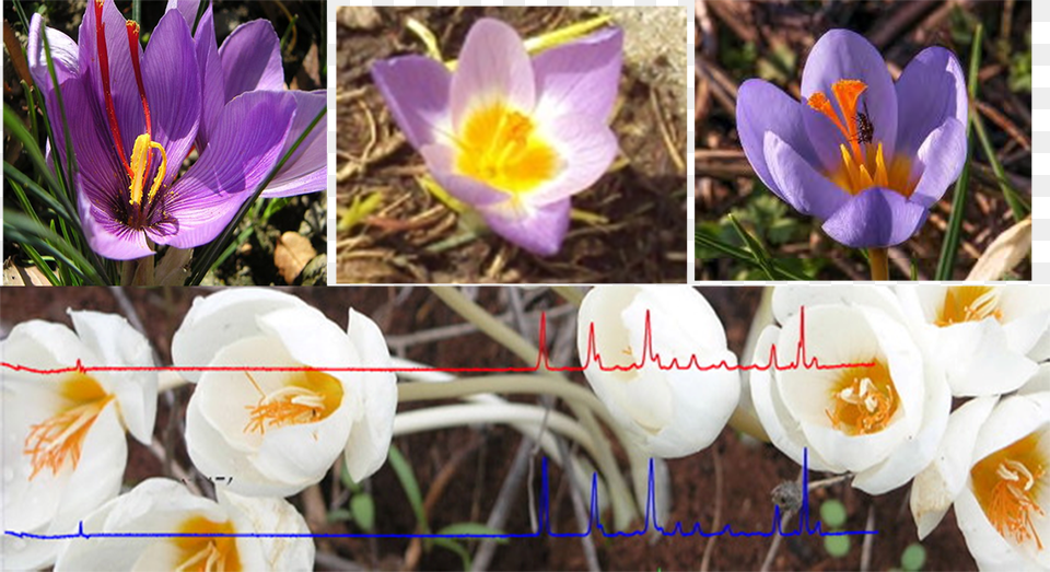 From Indigenous Crocus Taxa I Safran, Flower, Plant, Anther, Animal Free Png