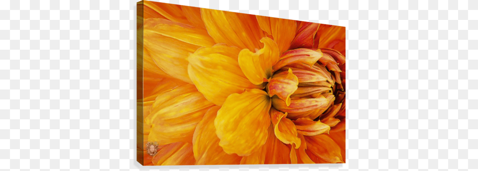 From My Garden With Love 04 Canvas Print Canvas, Dahlia, Flower, Petal, Plant Png