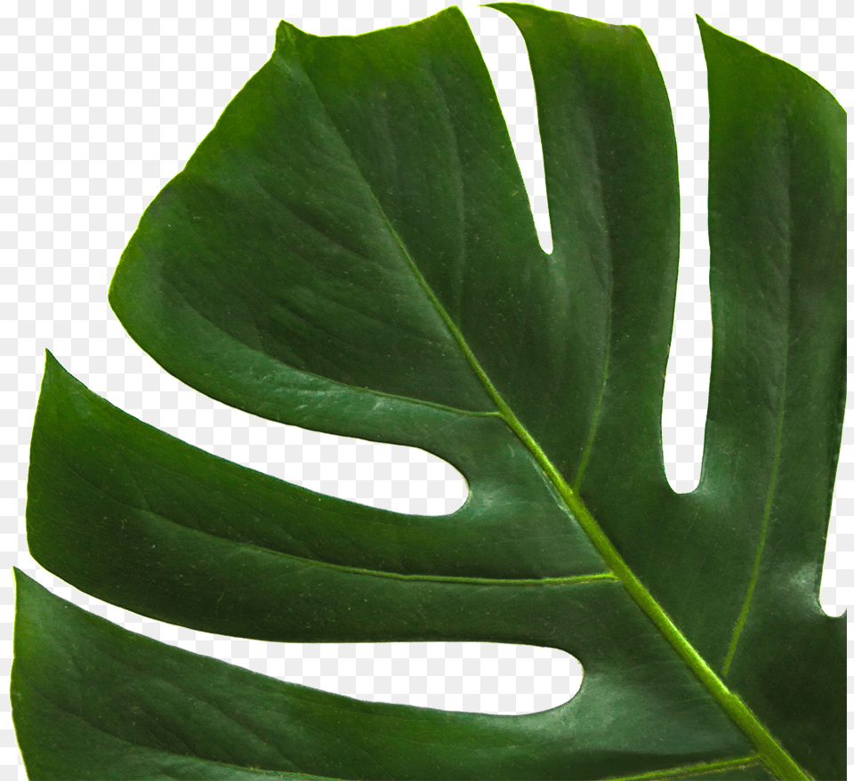 From Night Classes To Children39s School Uniforms Jpeg, Leaf, Plant Free Transparent Png