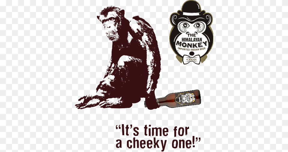 From Nowhere A Monkey Lands On The Table Looks At Macaque, Alcohol, Beverage, Beer, Ape Png