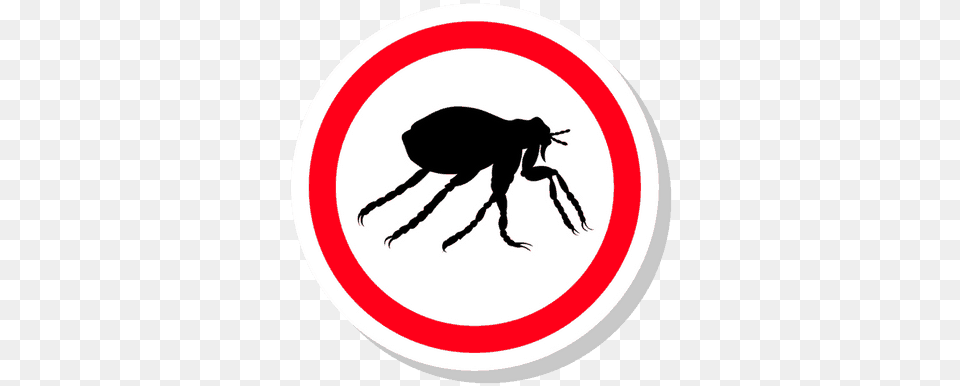 From Reviews Of Popular Flea Killing Products To Step Weevil, Symbol, Sign, Animal, Insect Free Transparent Png
