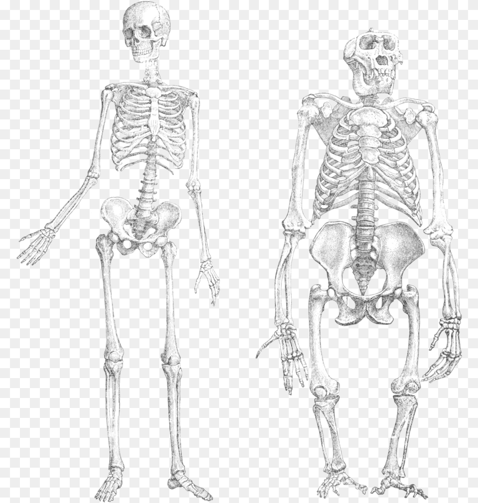 From Wikipedia The Encyclopedia Monkey And Human Skeleton, Adult, Bride, Female, Person Free Png Download