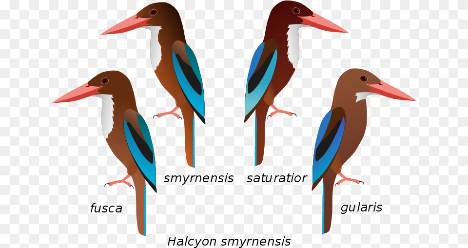 From Wikipedia White Throated Kingfisher Female, Animal, Beak, Bird, Waterfowl Free Png Download