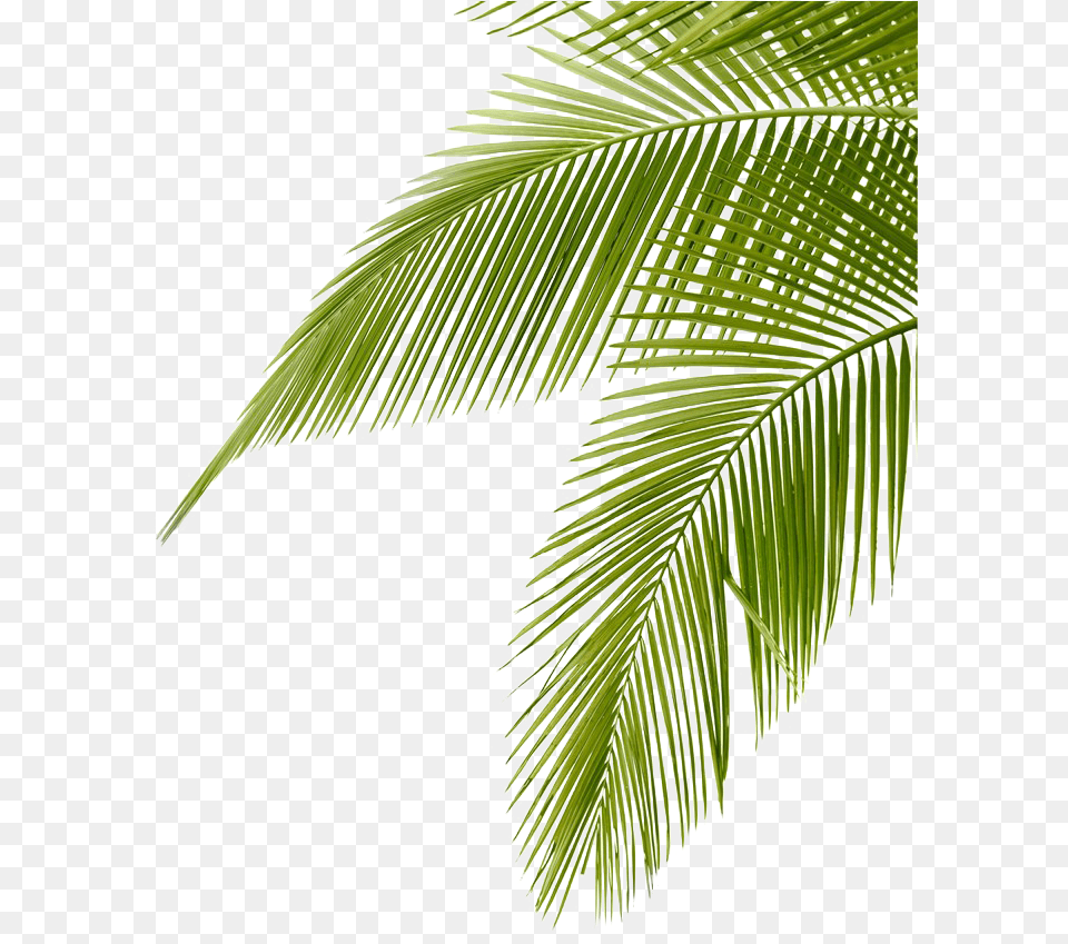 Frond Arecaceae Coconut Leaf Leaves Hd Image Clipart Coconut Leaves, Palm Tree, Tree, Plant, Fern Free Png Download