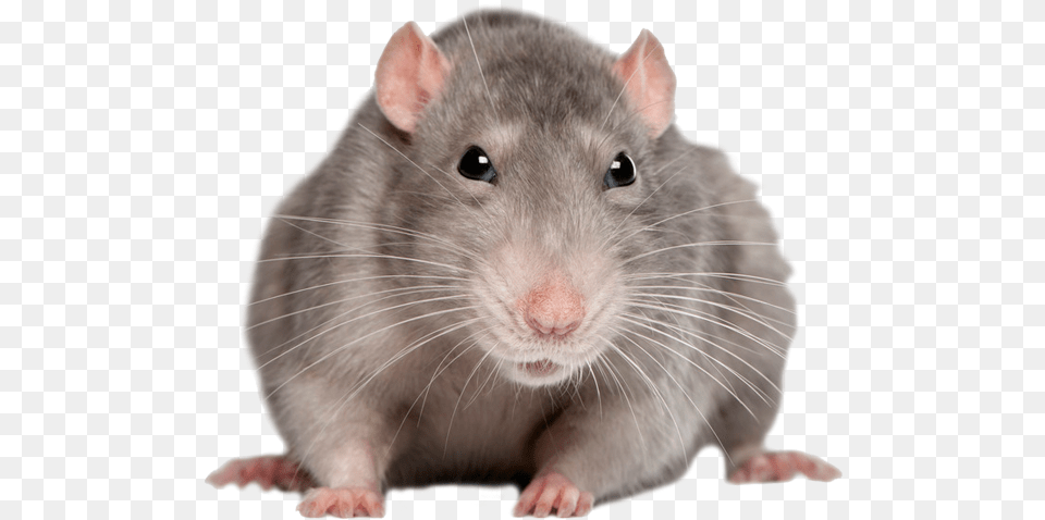 Front Of Rat, Animal, Mammal, Rodent Free Png Download