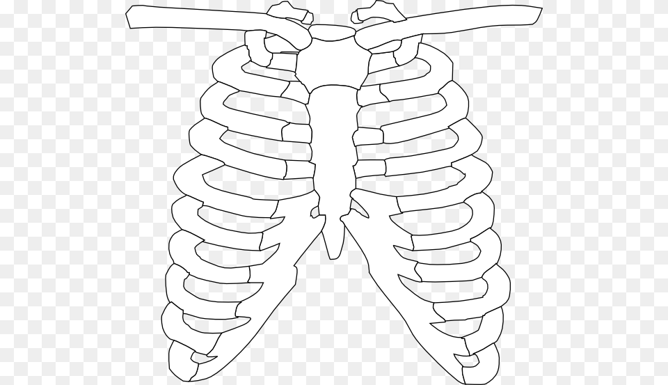 Front Rib Cage Clip Art At Clker Free Transparent Png