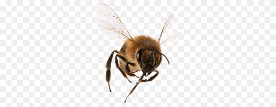 Front View Bee, Animal, Honey Bee, Insect, Invertebrate Free Png