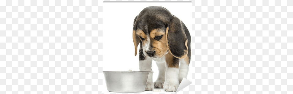 Front View Of A Beagle Puppy Looking Down At His Dog Beagle Puppy Look Down, Animal, Canine, Hound, Mammal Png Image