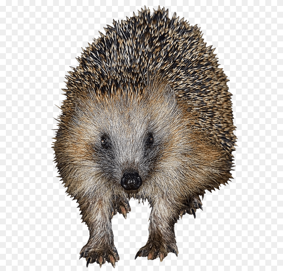 Frontal Clip Art Of Hedgehog Domesticated Hedgehog, Animal, Mammal, Bear, Wildlife Png
