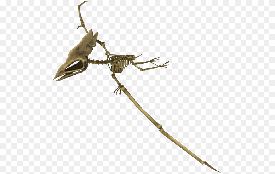 Frontier Insect, Skeleton Free Png