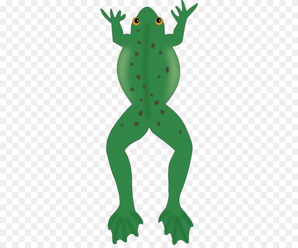Frosch, Amphibian, Animal, Baby, Frog Free Transparent Png