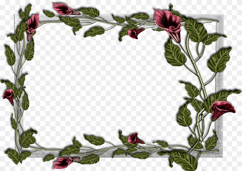 Frost Border Flower Frames Png Image